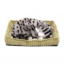 PP Gray Tabby
